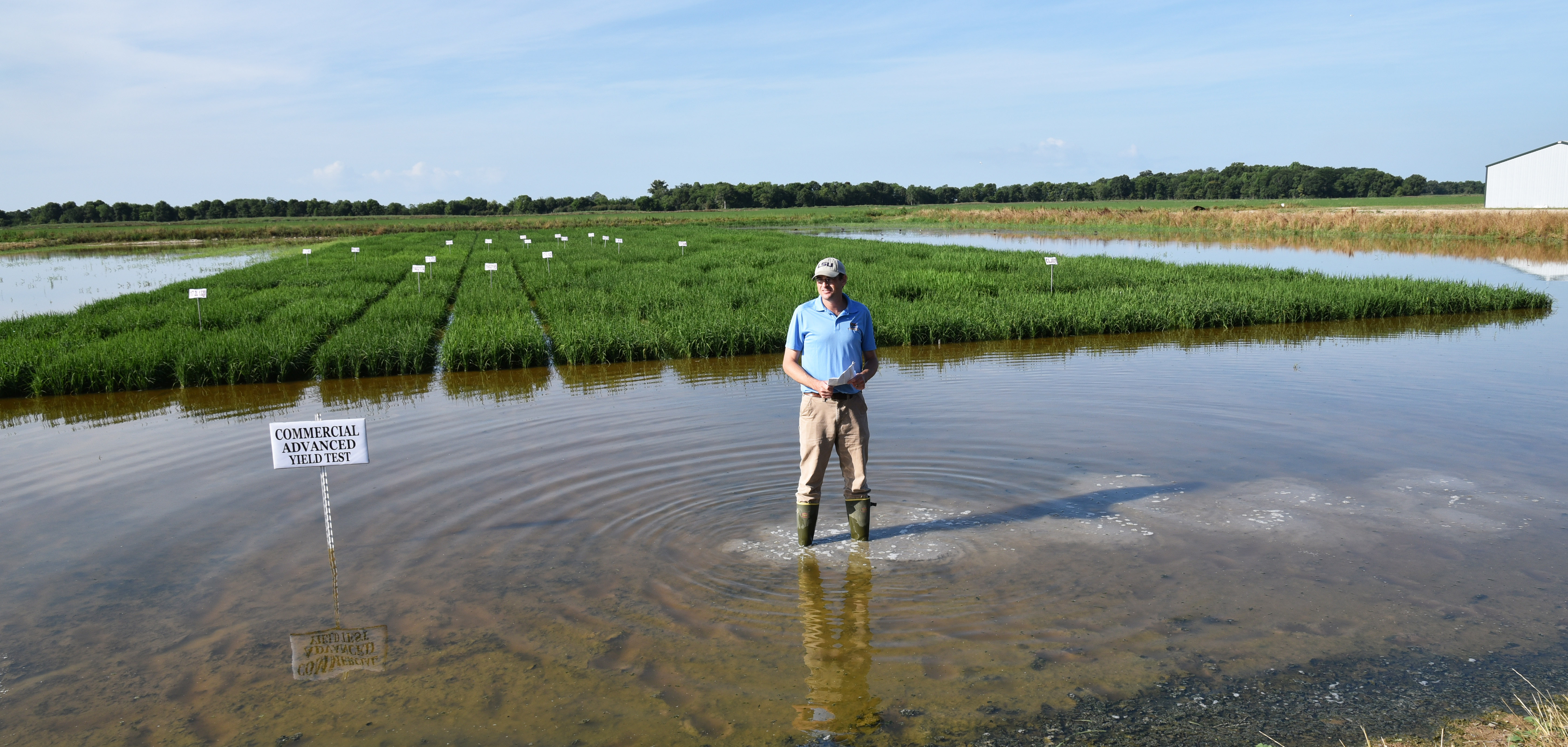 Weather changes affecting rice crop 